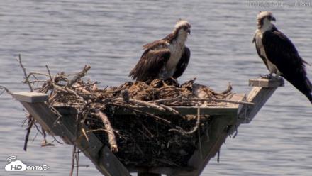 Blackwater Wildlife Refuge Osprey River Platform Live Cam - Jul 2, 2026, 11:13am EDT