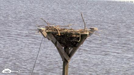 Blackwater Wildlife Refuge Osprey River Platform Live Cam - Apr 10, 2026, 3:04pm EDT