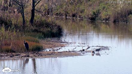 Blackwater Wildlife Refuge Osprey River Platform Live Cam - Oct 14, 2026, 4:15pm EDT