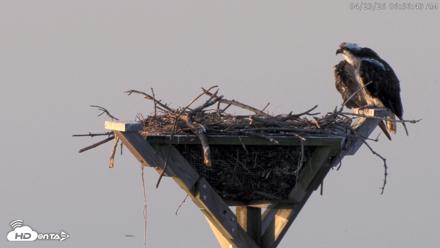 Blackwater Wildlife Refuge Osprey River Platform Live Cam - Apr 23, 2026, 6:57am EDT