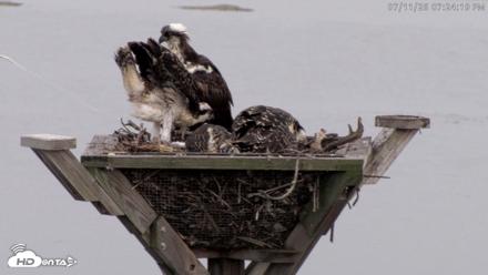 Blackwater Wildlife Refuge Osprey River Platform Live Cam - Jul 11, 2026, 7:25pm EDT