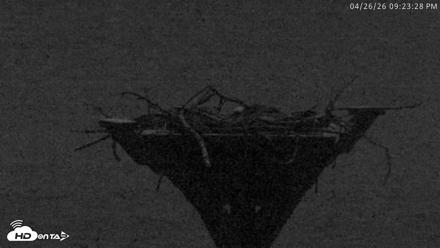 Blackwater Wildlife Refuge Osprey River Platform Live Cam - Apr 26, 2026, 9:24pm EDT