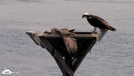 Blackwater Wildlife Refuge Osprey River Platform Live Cam - Jul 23, 2026, 2:44pm EDT