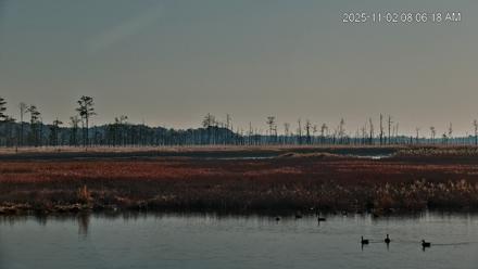 Blackwater Wildlife Refuge Osprey River Platform Live Cam - Nov 2, 2025, 8:06am EST