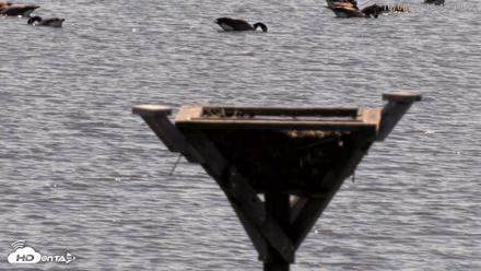 Blackwater Wildlife Refuge Osprey River Platform Live Cam - Oct 8, 2026, 12:12pm EDT