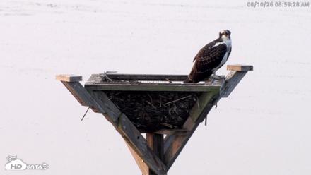Blackwater Wildlife Refuge Osprey River Platform Live Cam - Aug 10, 2026, 7:00am EDT