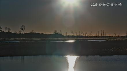 Blackwater Wildlife Refuge Osprey River Platform Live Cam - Oct 16, 2025, 7:46am EDT