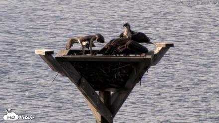 Blackwater Wildlife Refuge Osprey River Platform Live Cam - Aug 18, 2026, 9:04am EDT
