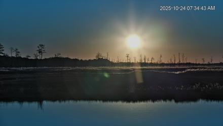 Blackwater Wildlife Refuge Osprey River Platform Live Cam - Oct 24, 2025, 7:35am EDT