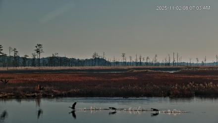 Blackwater Wildlife Refuge Osprey River Platform Live Cam - Nov 2, 2025, 8:07am EST