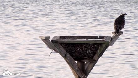 Blackwater Wildlife Refuge Osprey River Platform Live Cam - Aug 30, 2026, 6:32am EDT