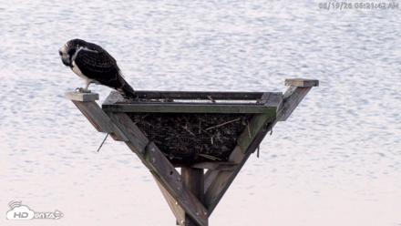 Blackwater Wildlife Refuge Osprey River Platform Live Cam - Aug 19, 2026, 6:22am EDT