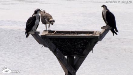 Blackwater Wildlife Refuge Osprey River Platform Live Cam - Jul 25, 2026, 11:48am EDT