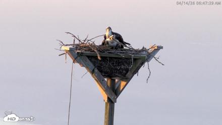 Blackwater Wildlife Refuge Osprey River Platform Live Cam - Apr 14, 2026, 6:49am EDT