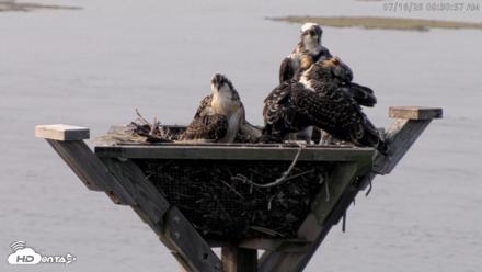Blackwater Wildlife Refuge Osprey River Platform Live Cam - Jul 16, 2026, 8:31am EDT