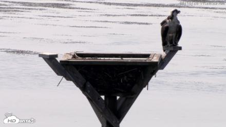 Blackwater Wildlife Refuge Osprey River Platform Live Cam - Aug 10, 2026, 11:26am EDT
