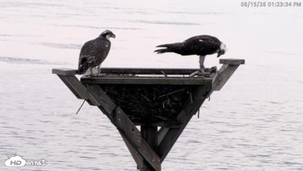 Blackwater Wildlife Refuge Osprey River Platform Live Cam - Aug 15, 2026, 1:24pm EDT
