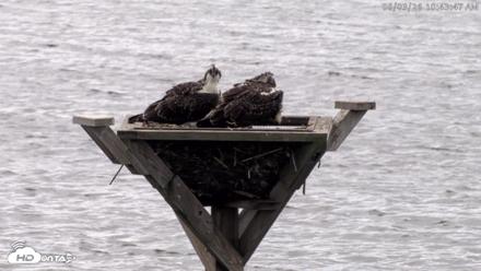 Blackwater Wildlife Refuge Osprey River Platform Live Cam - Aug 3, 2026, 10:44am EDT