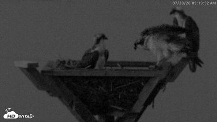 Blackwater Wildlife Refuge Osprey River Platform Live Cam - Jul 20, 2026, 5:20am EDT