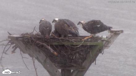 Blackwater Wildlife Refuge Osprey River Platform Live Cam - Jul 6, 2026, 2:15pm EDT