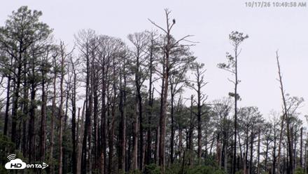 Blackwater Wildlife Refuge Osprey River Platform Live Cam - Oct 17, 2026, 10:50am EDT