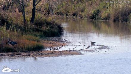 Blackwater Wildlife Refuge Osprey River Platform Live Cam - Oct 13, 2026, 4:52pm EDT