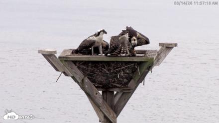 Blackwater Wildlife Refuge Osprey River Platform Live Cam - Aug 14, 2026, 11:58am EDT