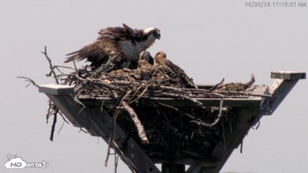 Blackwater Wildlife Refuge Osprey River Platform Live Cam - Jun 30, 2026, 11:17am EDT