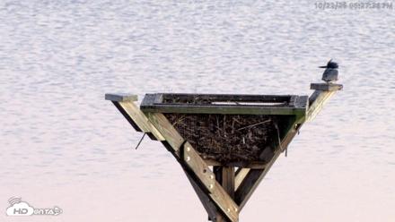 Blackwater Wildlife Refuge Osprey River Platform Live Cam - Oct 22, 2026, 6:28pm EDT