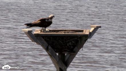 Blackwater Wildlife Refuge Osprey River Platform Live Cam - Jul 30, 2026, 10:29am EDT