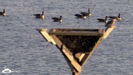 Blackwater Wildlife Refuge Osprey River Platform Live Cam - Oct 8, 2026, 5:28pm EDT