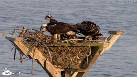 Blackwater Wildlife Refuge Osprey River Platform Live Cam - Jul 3, 2026, 7:39pm EDT
