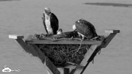 Blackwater Wildlife Refuge Osprey River Platform Live Cam - Jul 14, 2026, 5:27am EDT