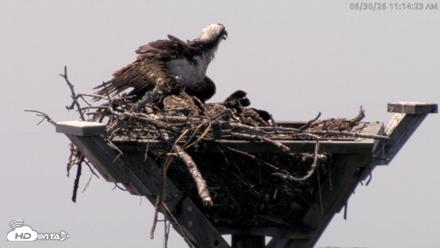 Blackwater Wildlife Refuge Osprey River Platform Live Cam - Jun 30, 2026, 11:15am EDT
