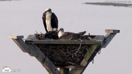 Blackwater Wildlife Refuge Osprey River Platform Live Cam - Jul 14, 2026, 5:41am EDT