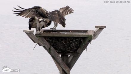 Blackwater Wildlife Refuge Osprey River Platform Live Cam - Aug 14, 2026, 9:49am EDT