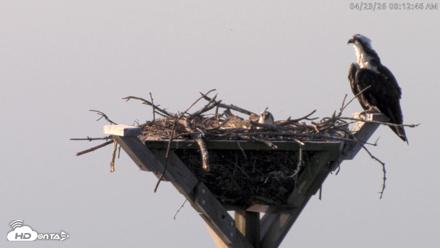 Blackwater Wildlife Refuge Osprey River Platform Live Cam - Apr 23, 2026, 8:13am EDT