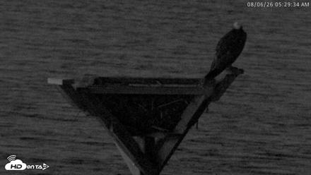 Blackwater Wildlife Refuge Osprey River Platform Live Cam - Aug 6, 2026, 5:30am EDT