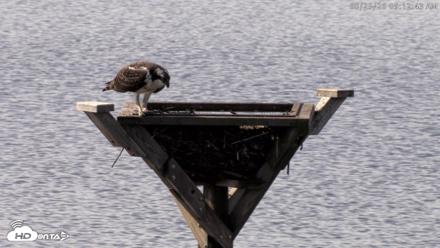 Blackwater Wildlife Refuge Osprey River Platform Live Cam - Aug 25, 2026, 9:13am EDT