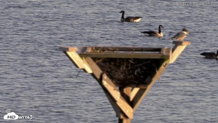 Blackwater Wildlife Refuge Osprey River Platform Live Cam - Oct 8, 2026, 5:30pm EDT
