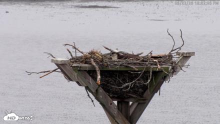 Blackwater Wildlife Refuge Osprey River Platform Live Cam - May 22, 2026, 12:22pm EDT