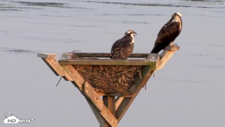 Blackwater Wildlife Refuge Osprey River Platform Live Cam - Aug 9, 2026, 7:44pm EDT