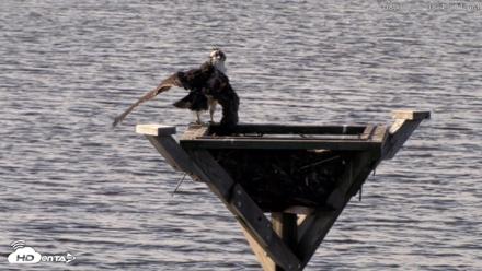 Blackwater Wildlife Refuge Osprey River Platform Live Cam - Aug 30, 2026, 8:44am EDT