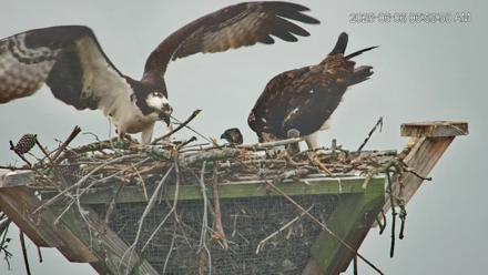 Blackwater Wildlife Refuge Osprey River Platform Live Cam - Jun 6, 2025, 6:57am EDT