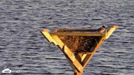 Blackwater Wildlife Refuge Osprey River Platform Live Cam - Oct 7, 2026, 6:18pm EDT