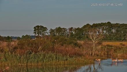 Blackwater Wildlife Refuge Osprey River Platform Live Cam - Oct 3, 2025, 7:49am EDT