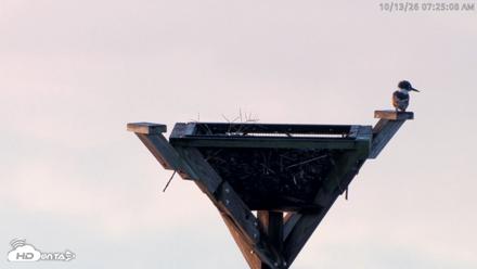 Blackwater Wildlife Refuge Osprey River Platform Live Cam - Oct 13, 2026, 7:25am EDT