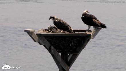 Blackwater Wildlife Refuge Osprey River Platform Live Cam - Jul 23, 2026, 2:45pm EDT
