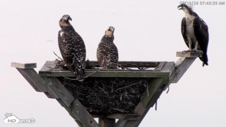 Blackwater Wildlife Refuge Osprey River Platform Live Cam - Jul 19, 2026, 7:44am EDT