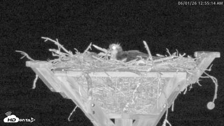 Blackwater Wildlife Refuge Osprey River Platform Live Cam - Jun 1, 2026, 12:55am EDT
